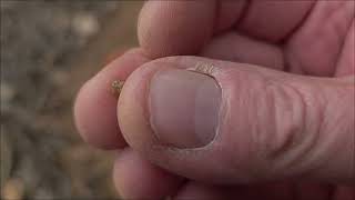A late afternoon gold hunt Minelab Gold Monster 2000