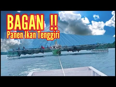 Video: Ikan Tenggiri Dalam Tin