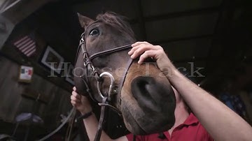 Leave a light on II Equestrian Music Video