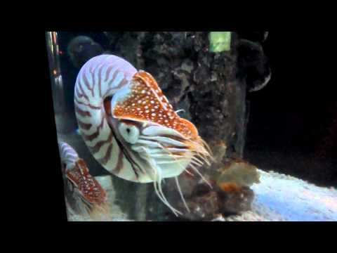Nautilus Chambers - Malaysia Aquarium