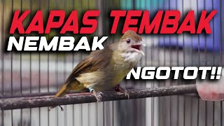 Download Lagu MASTERAN KAPAS TEMBAK NEMBAK NGOTOT! KAPAS TEMBAK GACOR! MP3 Download Lagu MASTERAN KAPAS TEMBAK NEMBAK NGOTOT! KAPAS TEMBAK GACOR! MP3