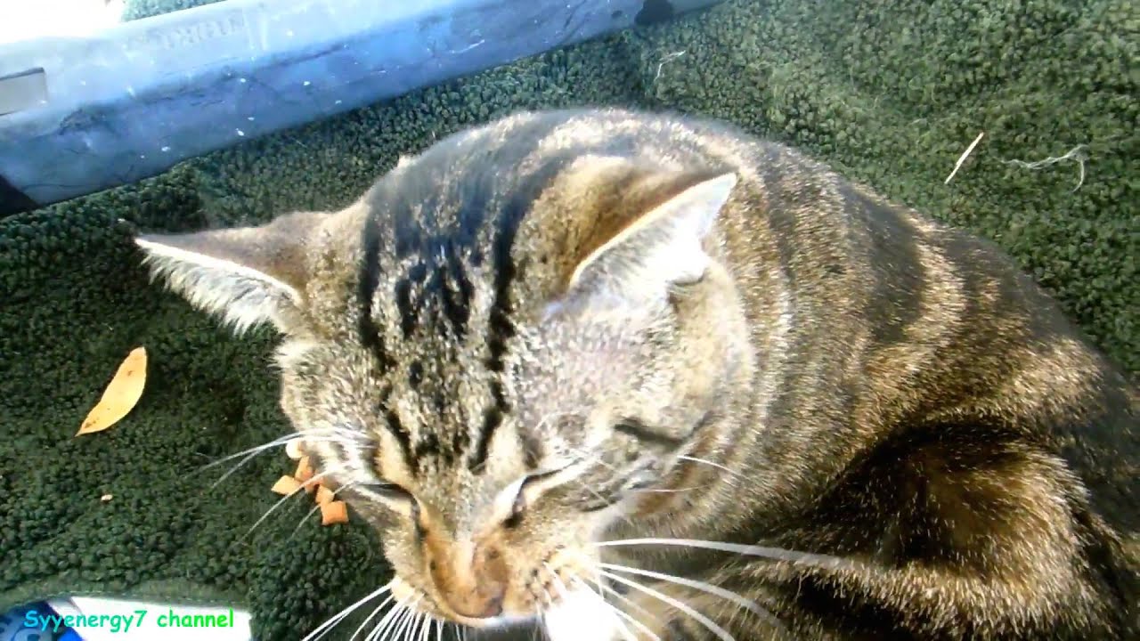 'Boots the Cat Returns YouTube