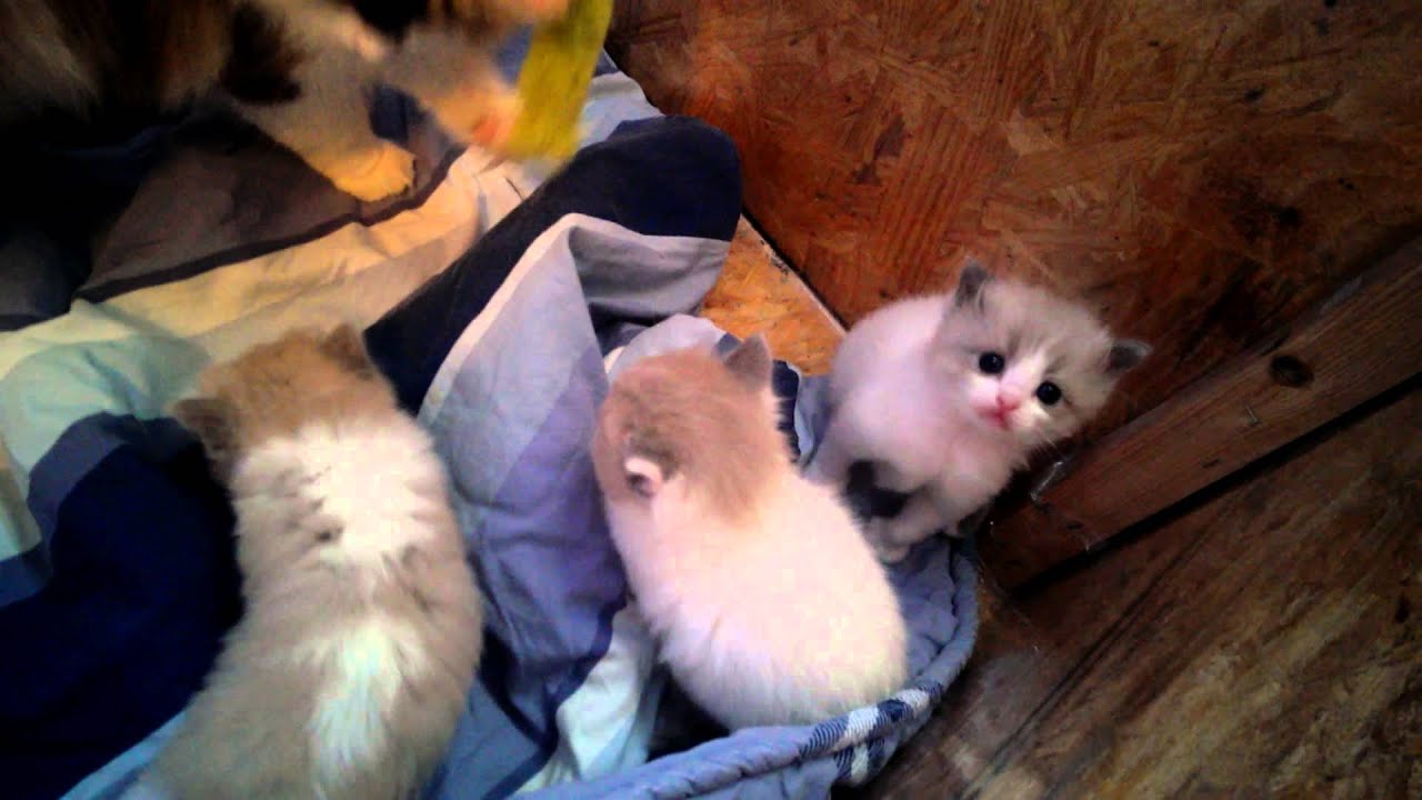 Blue Snow RagaMuffin Kittens at 4 Weeks Old 29MAR14