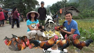 The chickens were sold out at high price. Robert | Green forest life