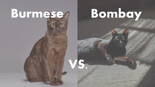 Burmese Cat VS. Bombay Cat  Which is better for you?