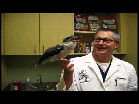 Kookaburra Call - Exotic Pet Vet UNCUT!
