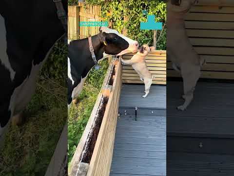 Heartwarming Footage Of Pup Making Friends 🥰 #dogs #dog #friends