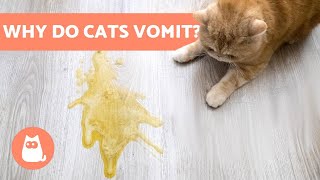 Why Do Cats VOMIT? - 8 Most Common CAUSES