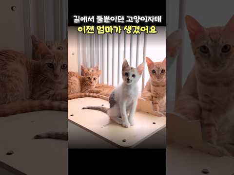 엄마가 생겼어요