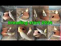 cocktail breeding season start | cocktail breeding | cocktail breeding season in India | cocktail