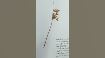 herbarium practical notebook