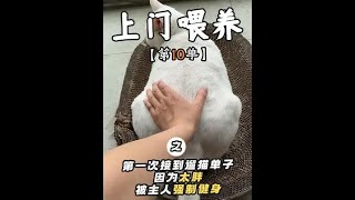 第一次接到上门遛猫的单子这只大喵因为太胖被主人强制健身QAQ   #猫咪的迷惑行为 #上门喂猫 #萌宠日常记录 #工作volg