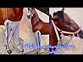 حصان ملبسينه بيجما الوقفه خطيره