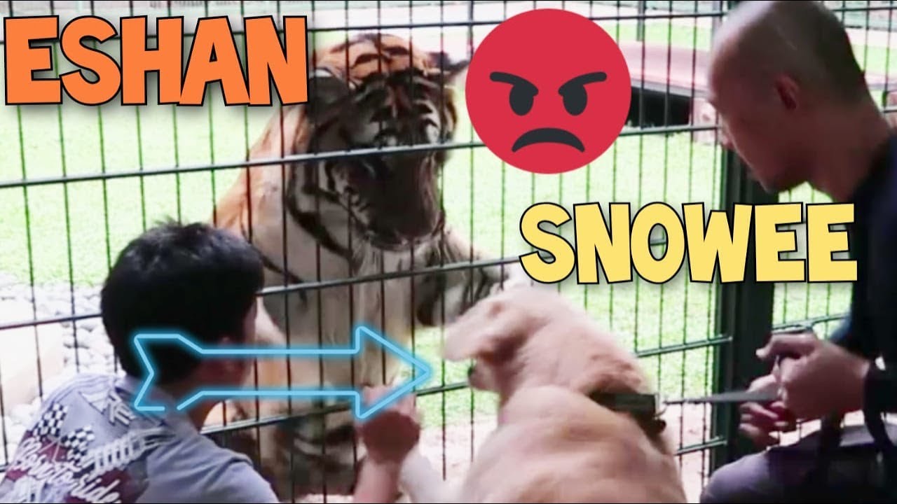 AKHIRNYA SNOWEE  KETEMU ESHAN! HARIMAU BENGAL MILIK ALSHAD AHMAD | THE GOLDEN FAMILY