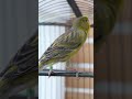 #canary #canaricultura #timbrado #canarybird