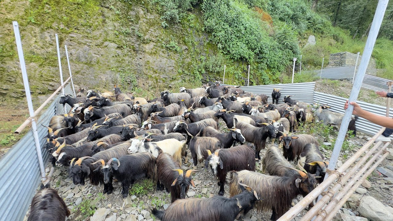 २५ हजार मा भेडा च्याङ्ग्रा पोखरा मा 