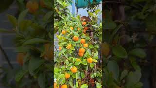 Mini orange dwarf kumquat fruits bonsai fruitcutting