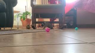 Balinese and conure like to play by Red Richardson 5 views 3 years ago 2 minutes, 14 seconds