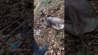 Allenamento su sagome 3D #arcery #archery #arco #bow #caccia #hoyt #3d #frecce #tiri screenshot 1