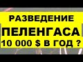 РАЗВЕДЕНИЕ ПЕЛЕНГАСА 10 000 $ В ГОД