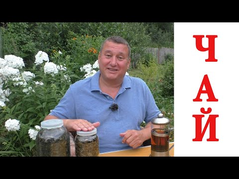 ЧАЙ из малины, вишни, смородины.  ИВАН ЧАЙ.  Заготовка, ферментация, сушка. Самый простой способ.