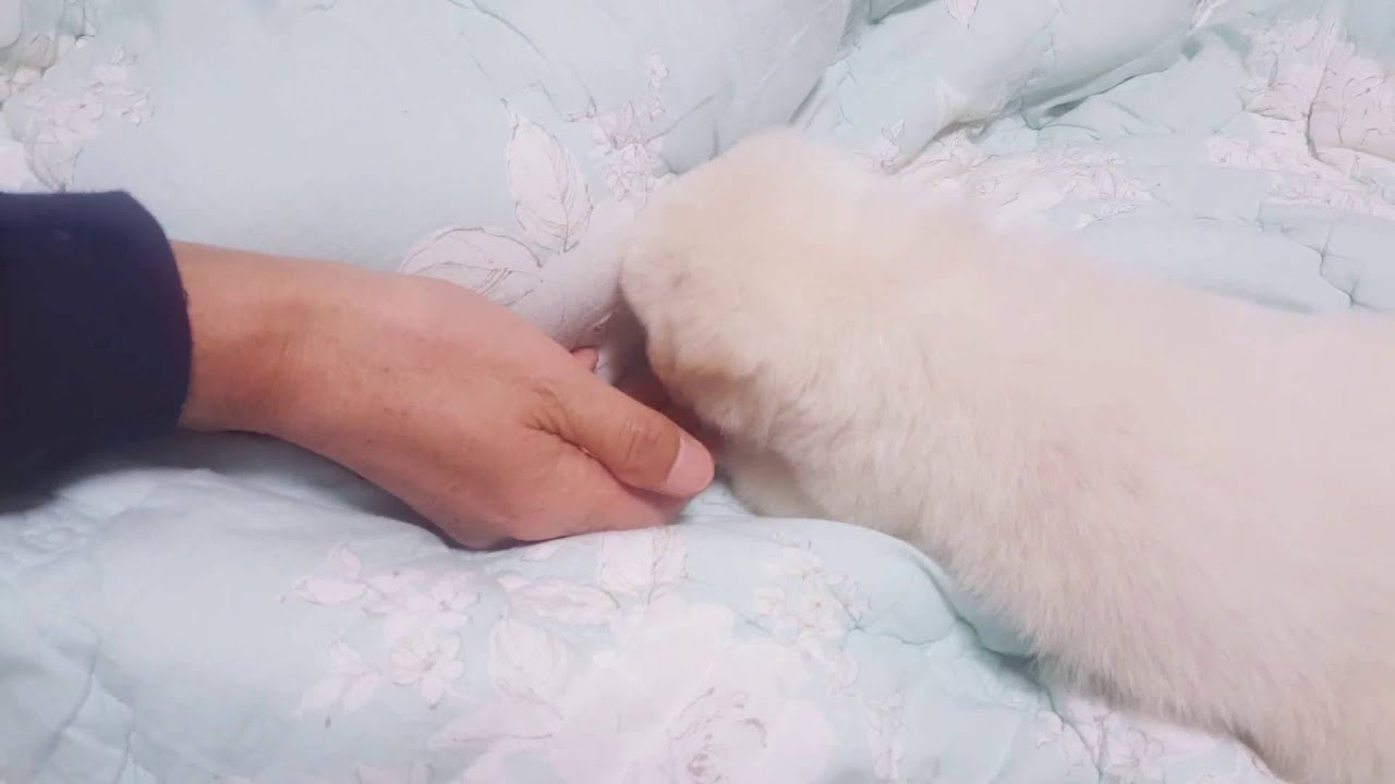 [아기진돗개/아기백구] 진주의 리즈시절 baby dogs jindodogs