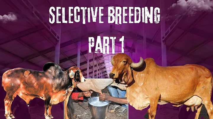 Selective Breeding in Cattle | Creating Foundation of Herd | Anvesh Reddy Gir Cattle