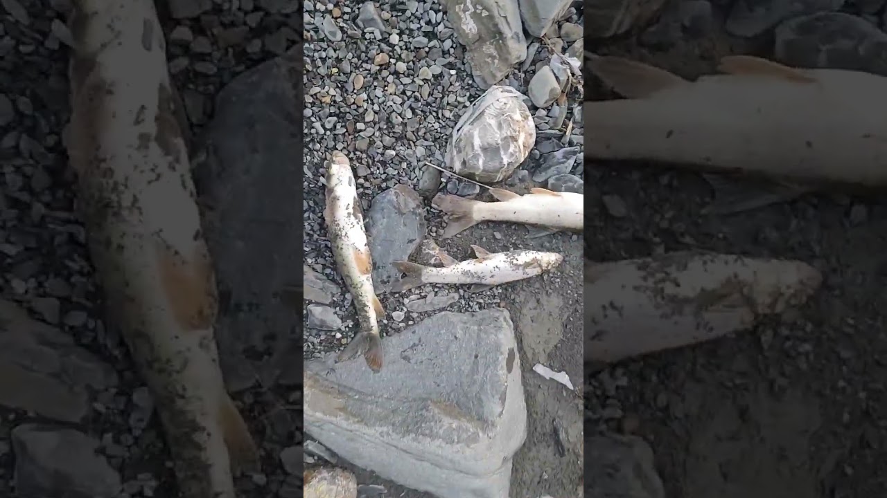 Amazing trout fishes 