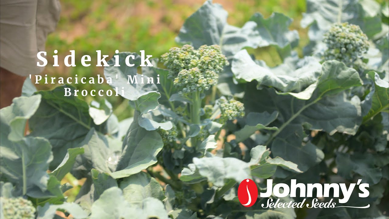 Sidekick - Broccoli Seed | Johnny's Selected Seeds
