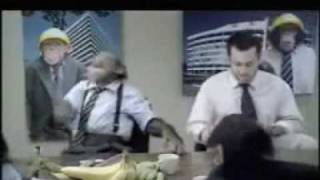 Full Tired of your boring office job - try working with Monkeys News