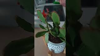 cónoce la flor del cactus de navidad ?