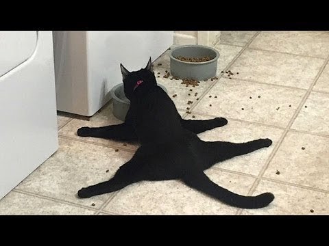 Funny And Cute Cats and Kitten Videos 2019 #14 - Funny Animals