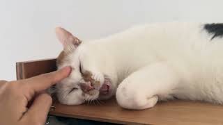 Cat Napping: The Ultimate Fun With Ponopono's Sleeping Kitty #asmr #cutecat #funnycats #貓咪