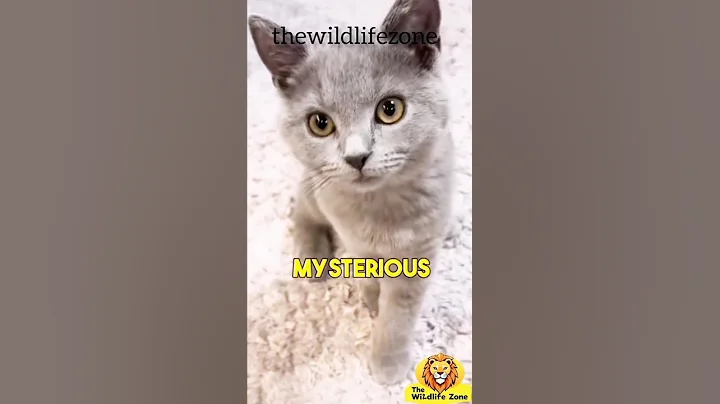 Video 11715211: chartreux cat, cat meowing, cat french, rare breed, cat meets, cat eyes