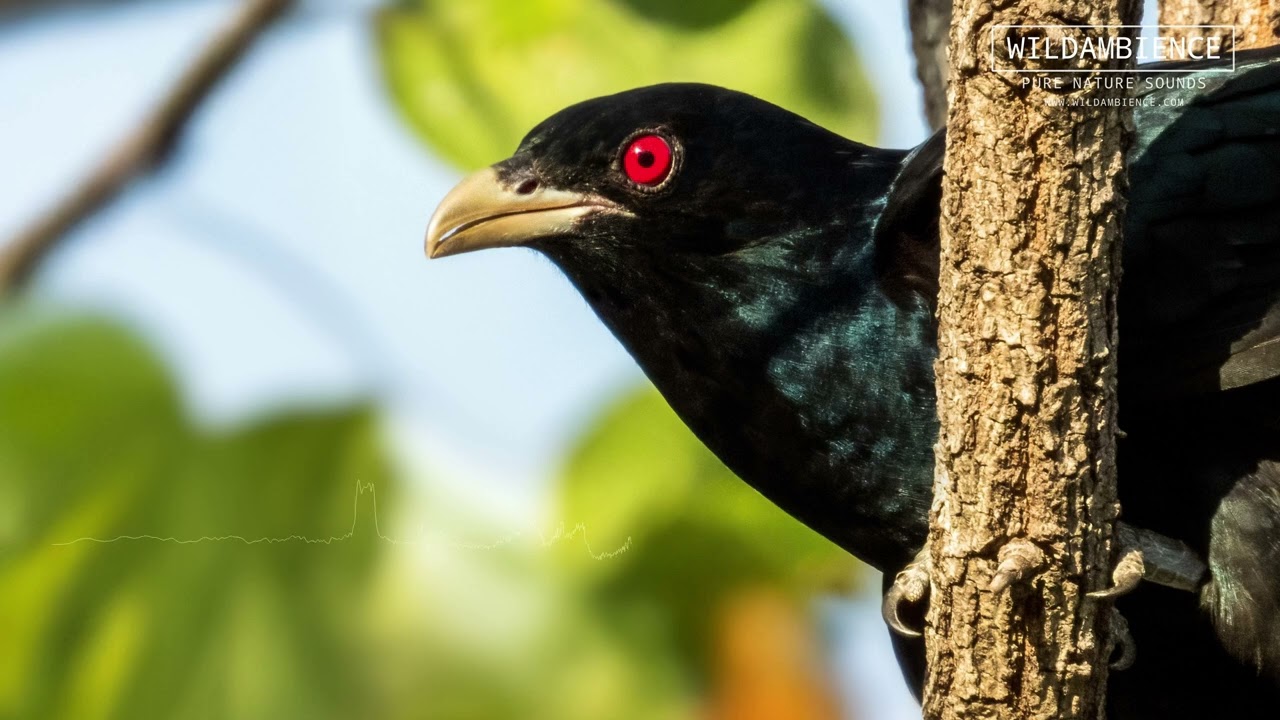Pacific Koel Sound - Loud 'coo-ee' calls