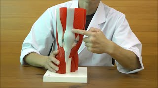膝関節，筋付12分解モデル：動画
