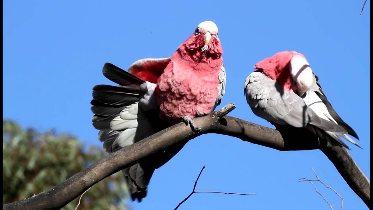 Galah pair preening