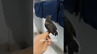 Adik Dari Betina Panjang 26Cm Ring Leppy 818