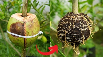 🌿New ideas of propagation lemon tree by air layering and cuttings method!