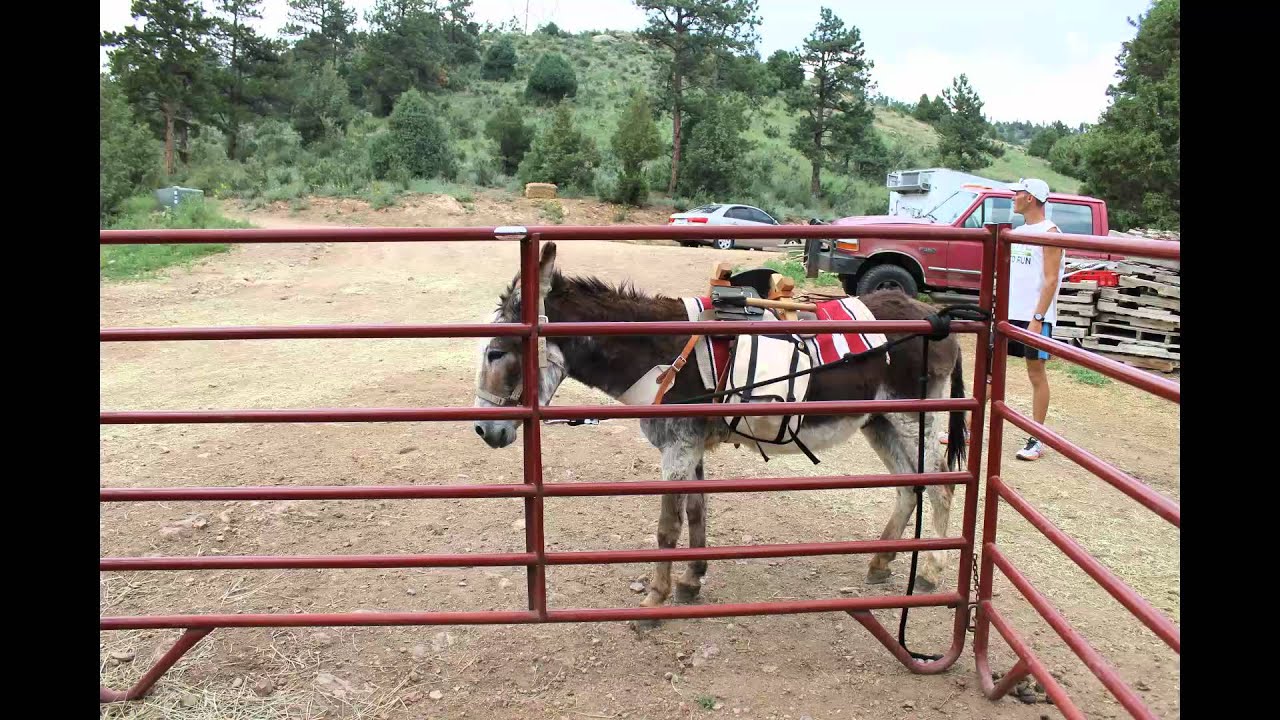 BURRO RACING 101 LAUGHING VALLEY RANCH - YouTube