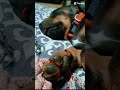 Cute and funny!! #birds #trending #pets #americanbully #labrador #heeler #dog #fyp #funny #cute