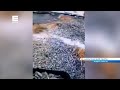 Тысячи мертвых рыб на берегу озера Белое обнаружили жители Шарыповского района