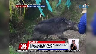 Hiker, sinunggaban ng nilapitan niyang baboy ramo | 24 Oras screenshot 3