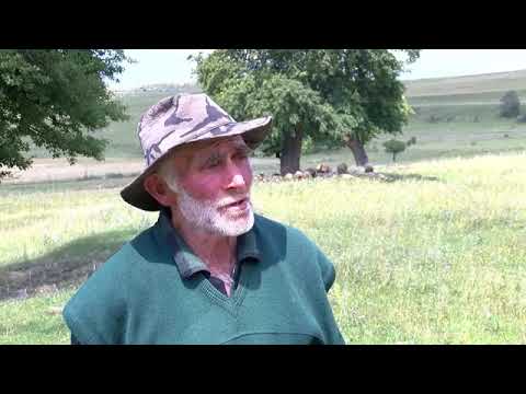 სხვადასხვა დაავადებაზე ცხოველთა უფასო ვაქცინაცია მთელი ქვეყნის მასშტაბით მიმდინარეობს (2019)