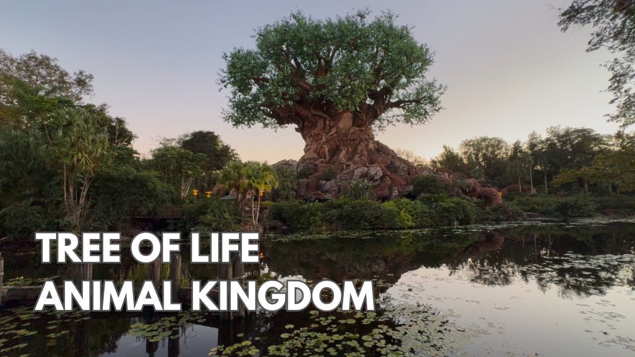 TREE OF LIFE SUNSET | Animal Kingdom