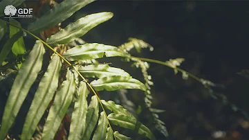 Quanto paga para entrar no Jardim Botânico de Brasília?