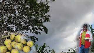 видео: Погода: сильный ливень в Мелиссе, пока готовлю хлебное дерево и курицу карри на открытом воздухе картинка: Погода: сильный ливень в Мелиссе, пока готовлю хлебное дерево и курицу карри на открытом воздухе