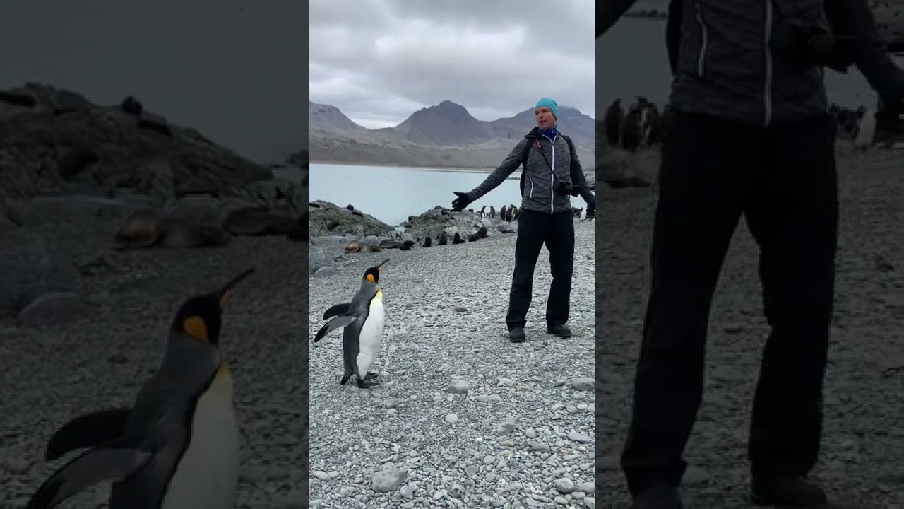 Fortuna Bay   Pingvin og martin strækker sig 310122