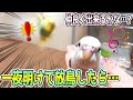 白いセキセイインコ【はく】のお迎え翌日