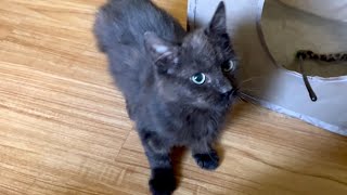 Marcel Update & So Many Kitten Supplies For 2024! by Community Cats 342 views 3 months ago 11 minutes, 14 seconds
